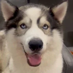 KUMA